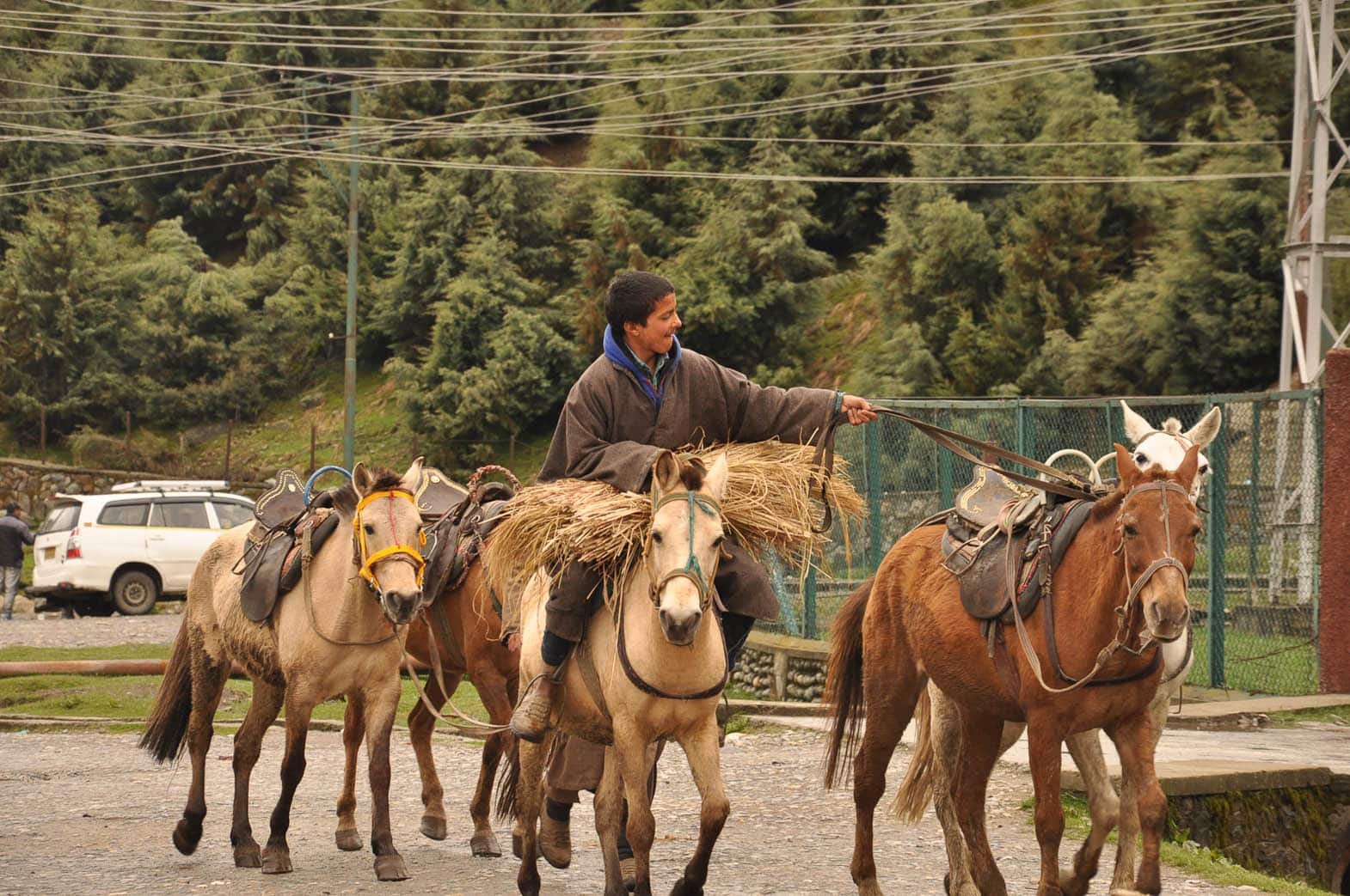 Pony Riding In Kashmir