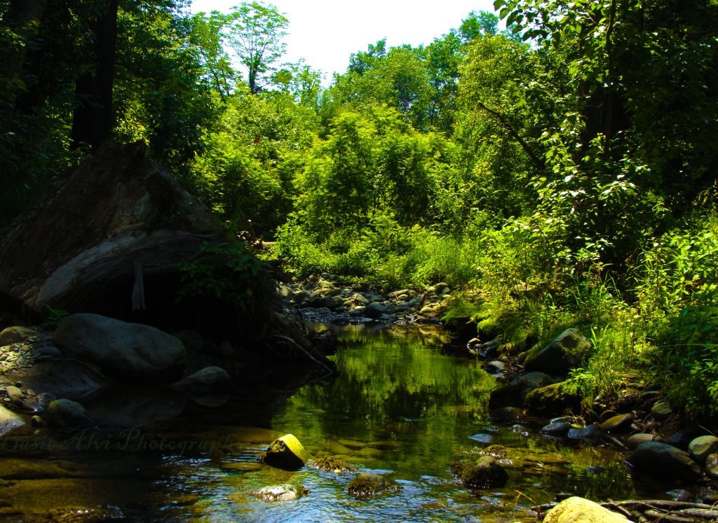 dachigam walk