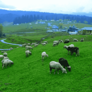 yusmarg