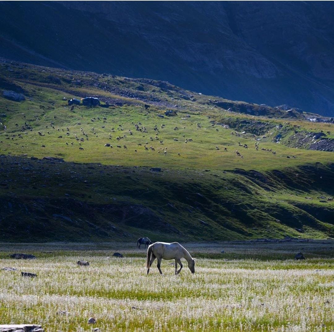 Horses are grazing in the Warwan Valley