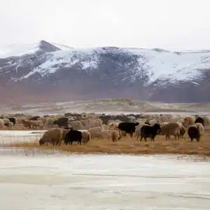 ladakh in december