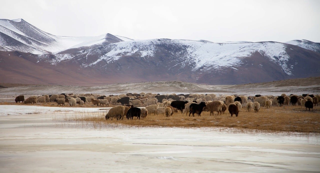 ladakh in december