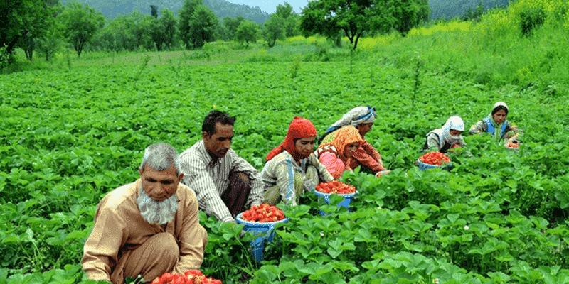 farmers are plucking strawberries