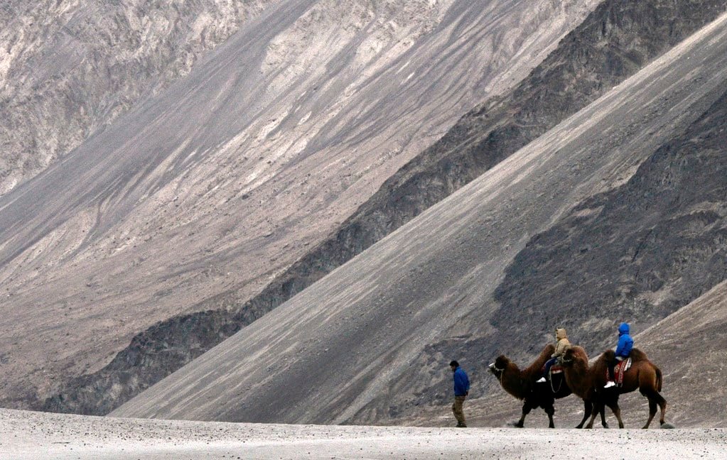 Yak Safari In Ladakh