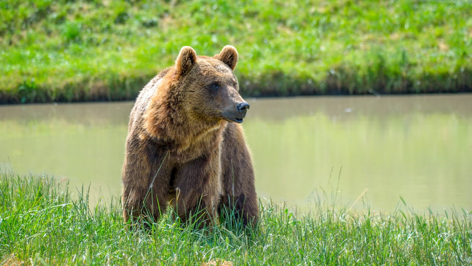 wildlife encounters at gulmarg wildlife reserver