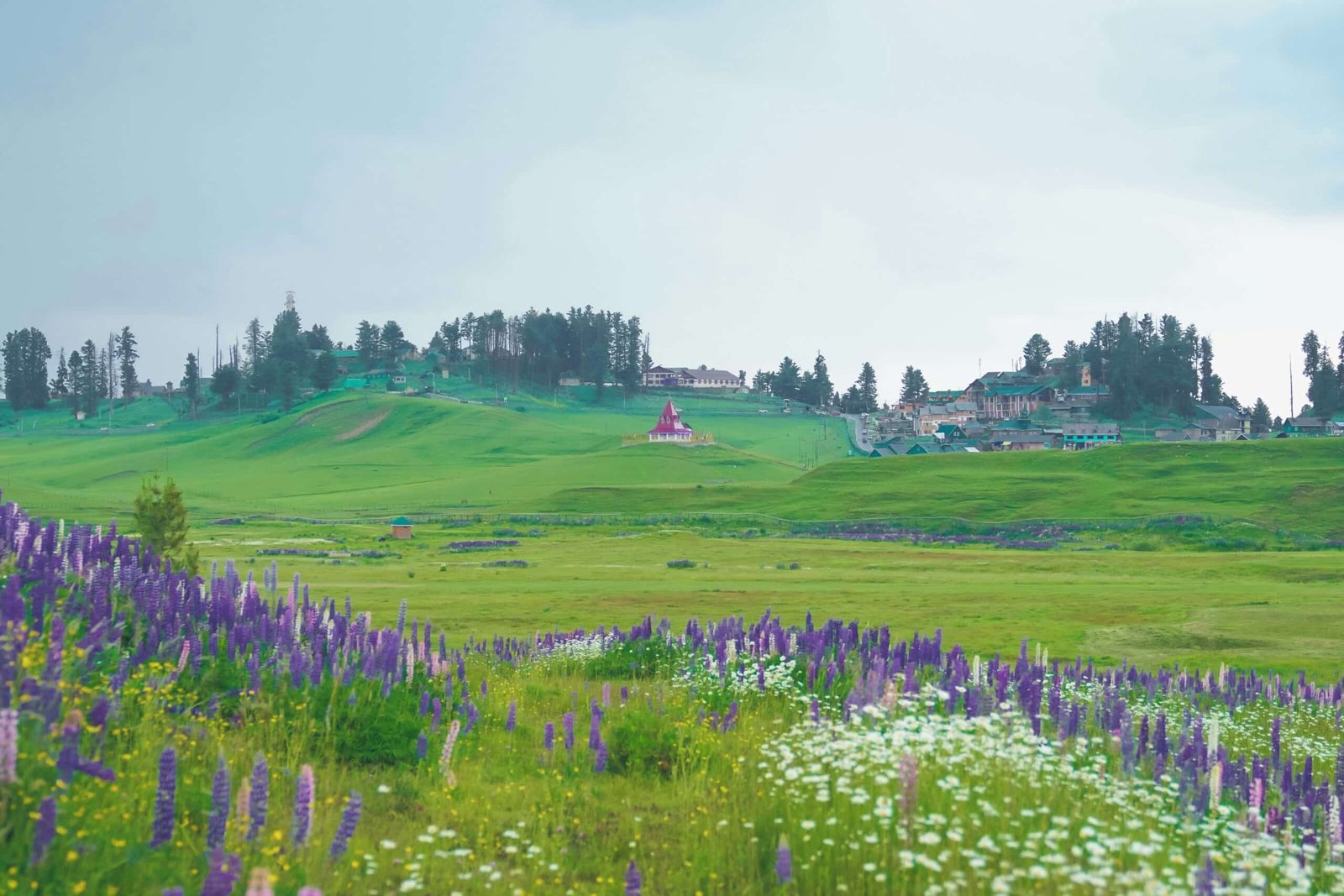 the green meadows of gulmarg