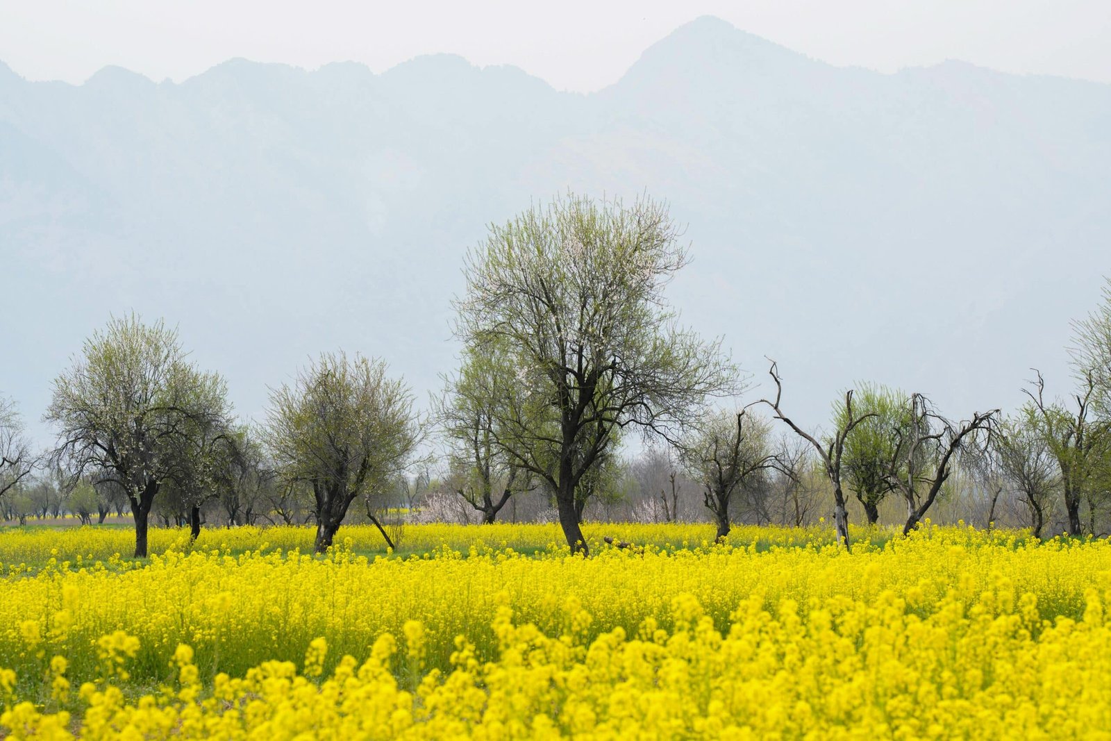 Kashmir itinerary 3 days