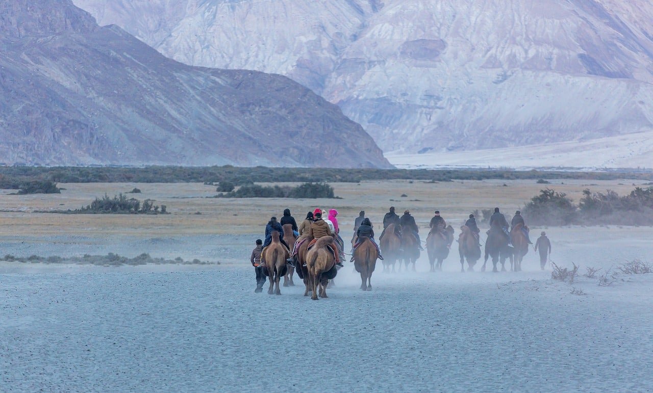 Tourists riding camels through Nubra Valley desert in leh ladakh