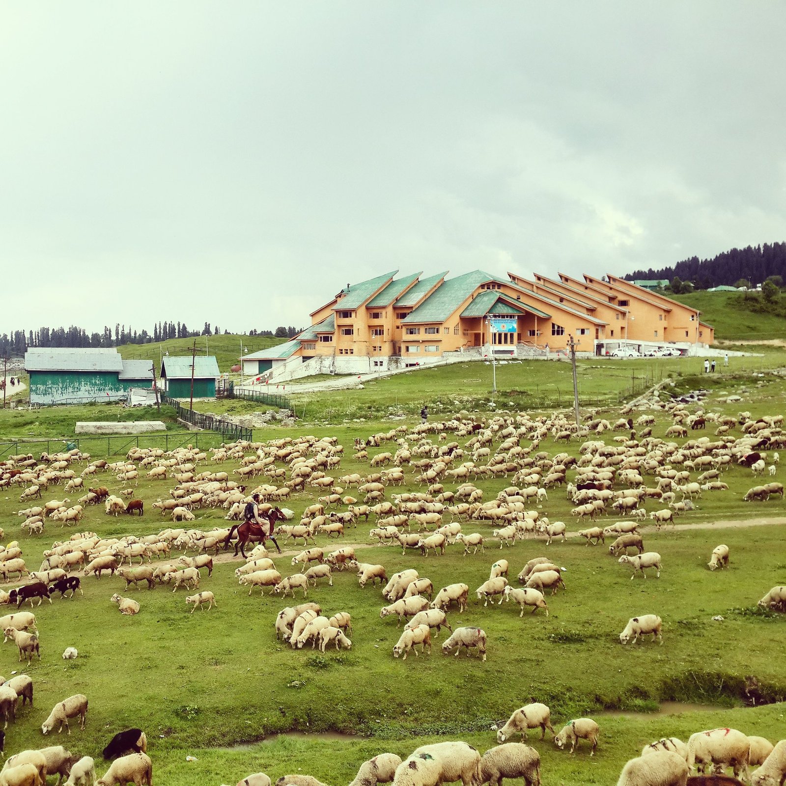 many sheeps were grasssing in the month of may in gulmarg