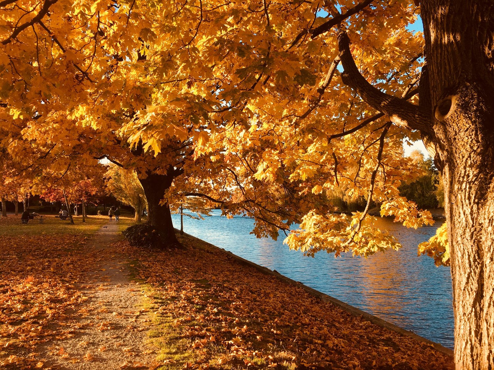 srinagar in autumn