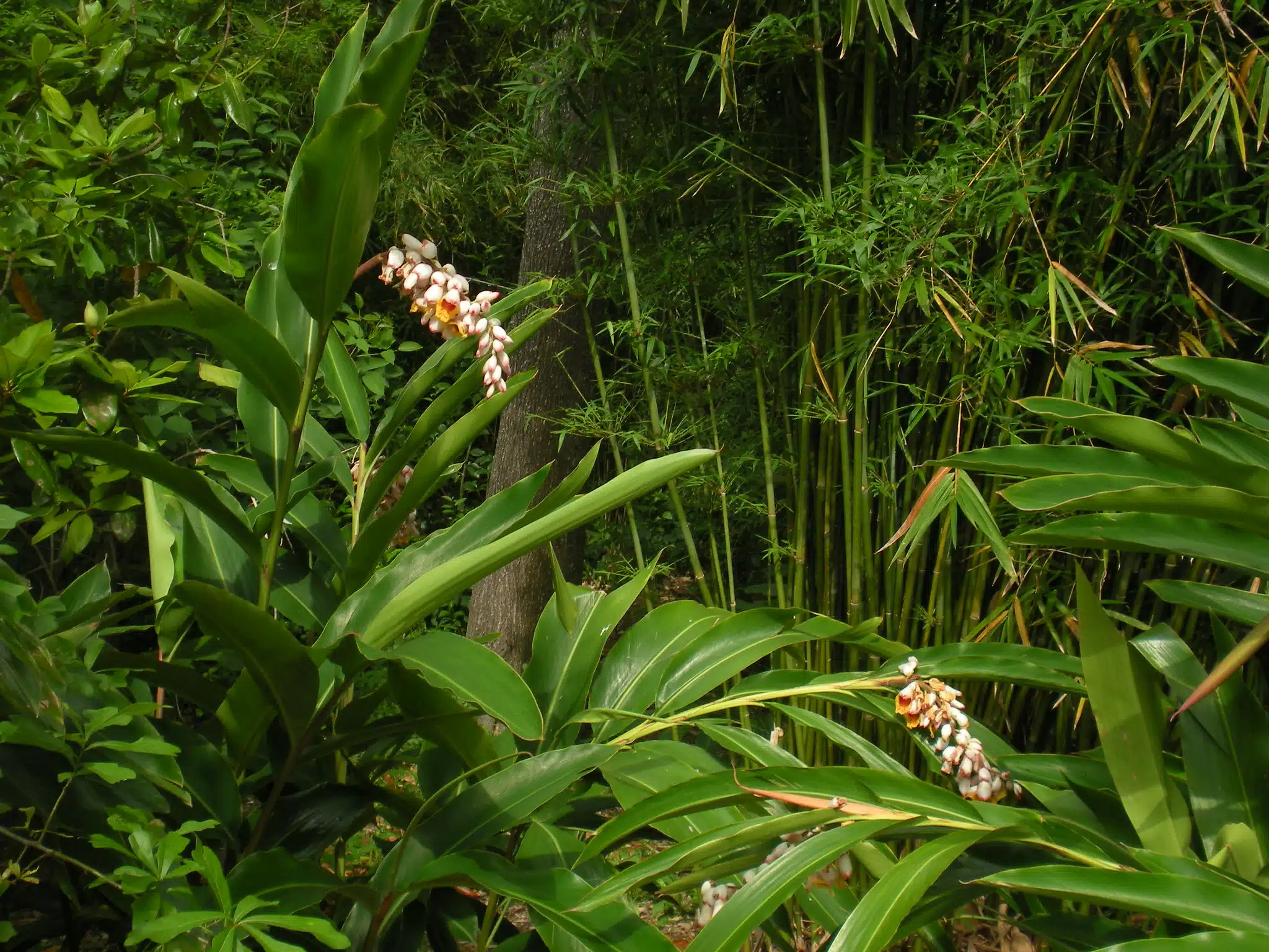 Trek through the orchids