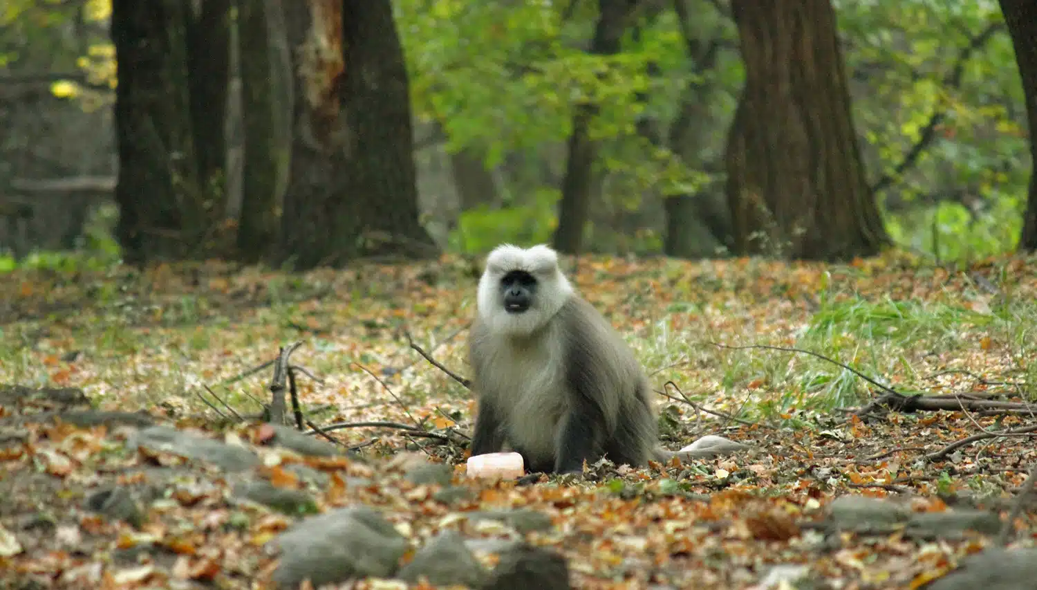 Dachigam National Park