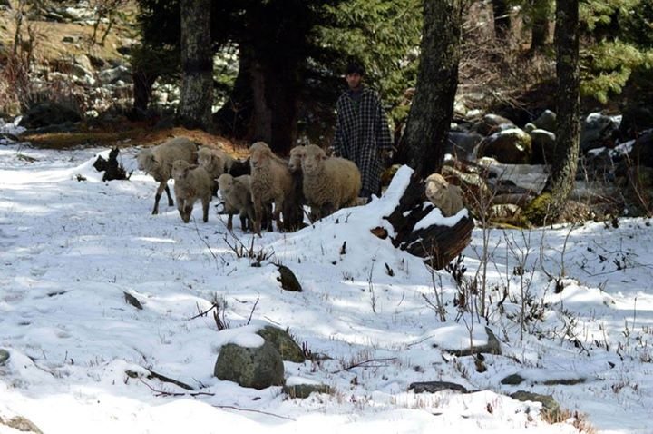 Shepherd with sheep walking through snow in Daksum Valley.