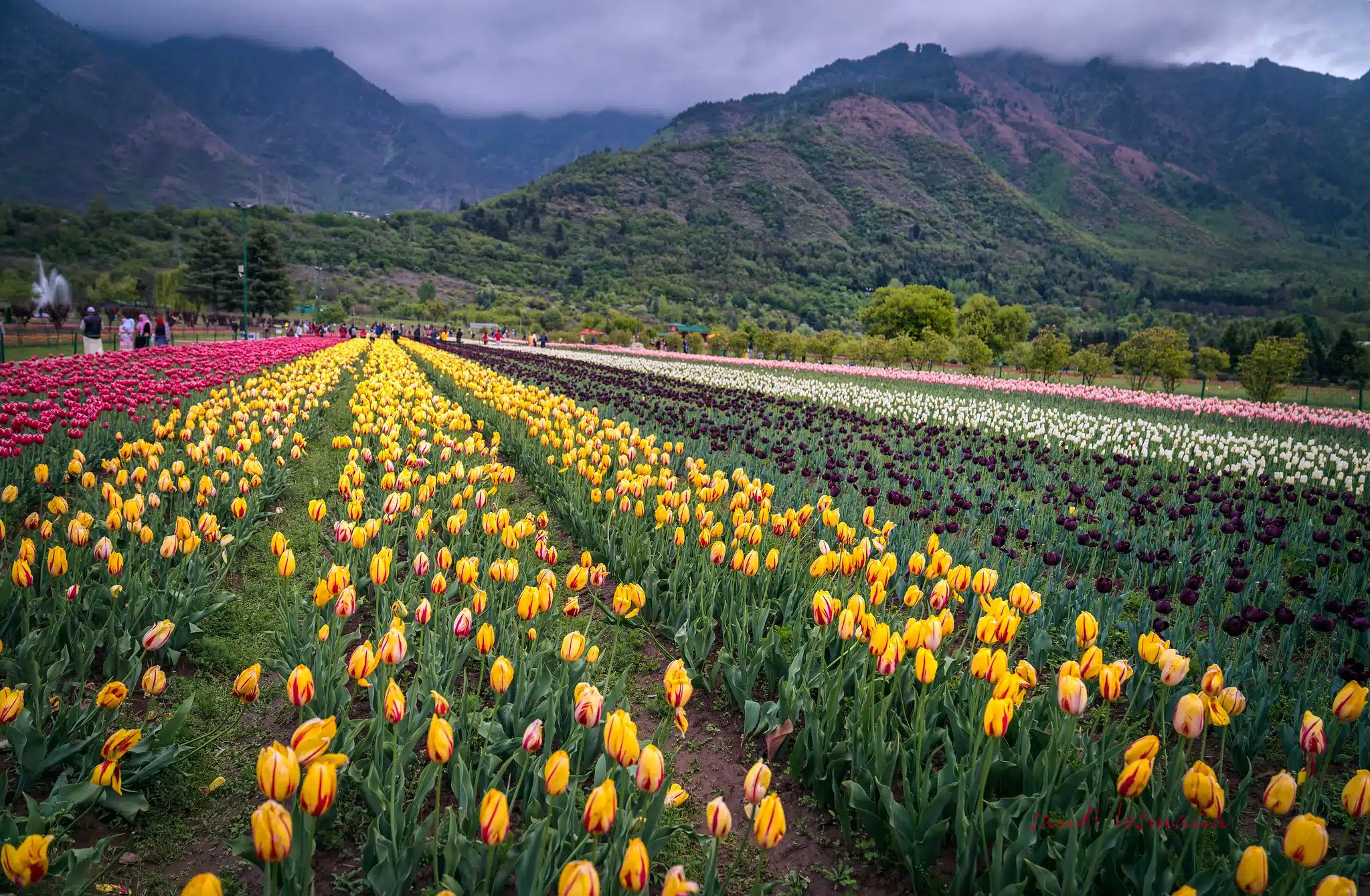 indira gandhi memorial tulip garden