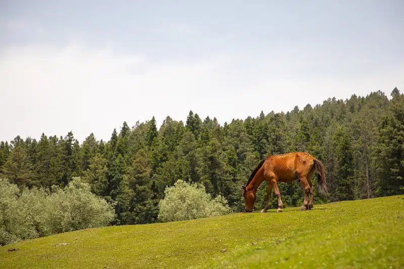 Horse Riding in Yusmarg