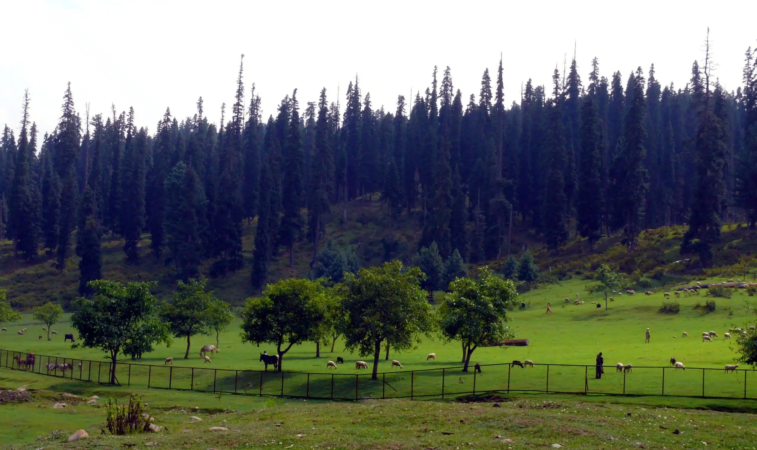 popular attractions of yusmarg