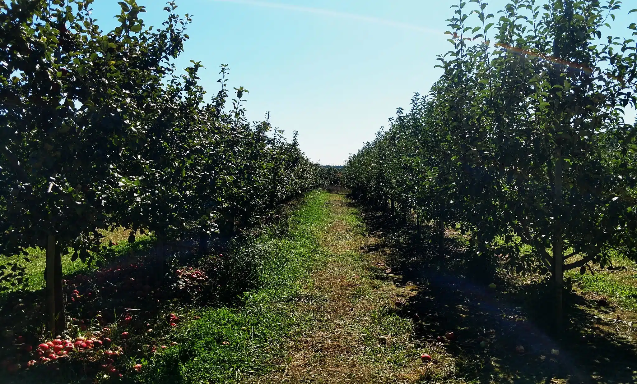 apple orchards