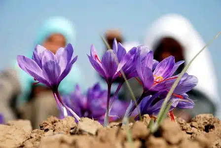 Explore saffron feilds