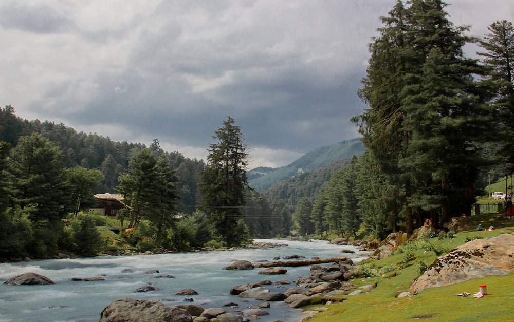 Lush pine forest and river stream flowing through the scenic valley of Kashmir's Pahalgam