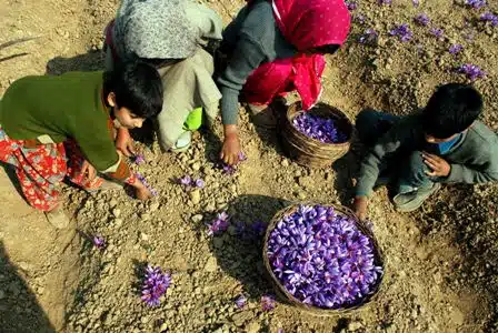 pampore saffron feilds