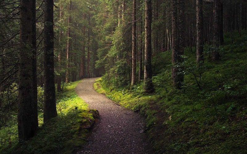 alpine forests
