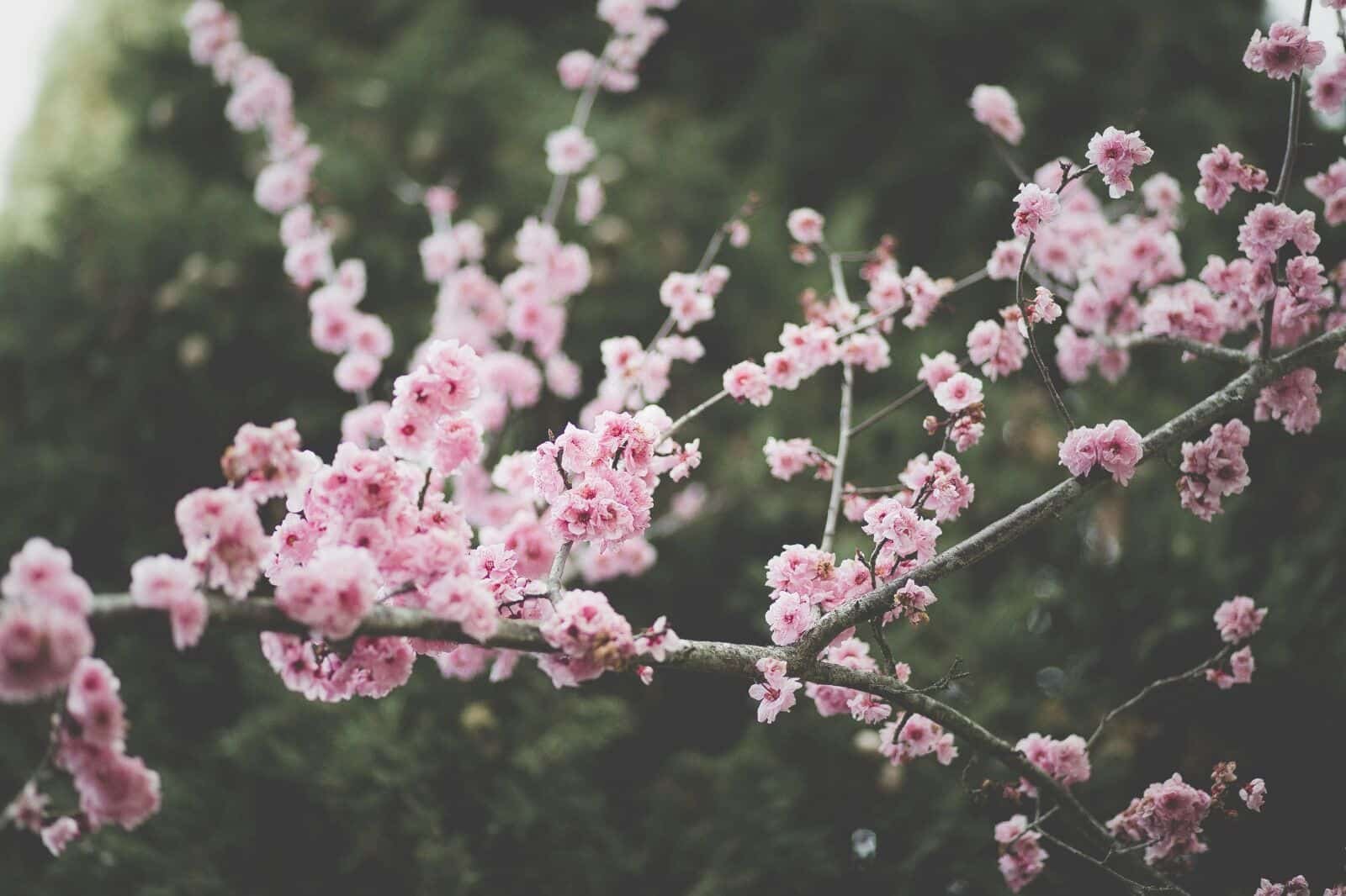 blooming pink cherry blossoms on tree branches during spring