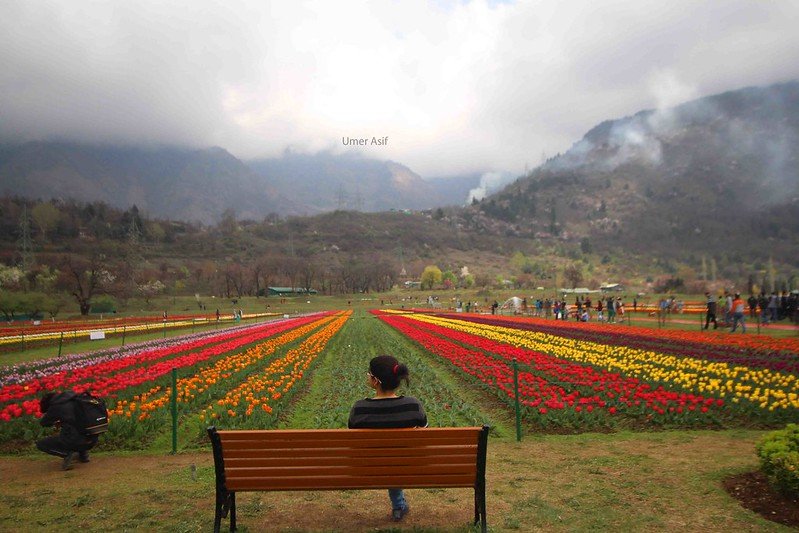 Tulip festival srinagar