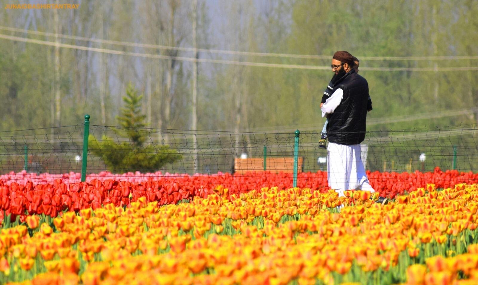 things to do in tulip garden