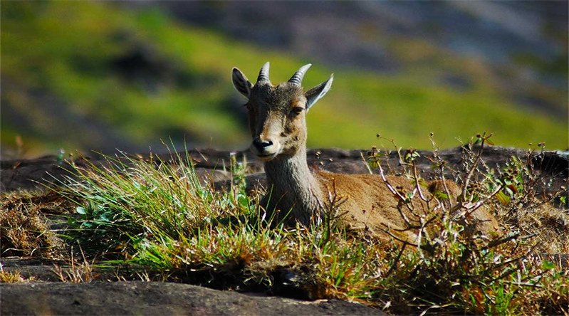 Gulmarg biosphere reserve