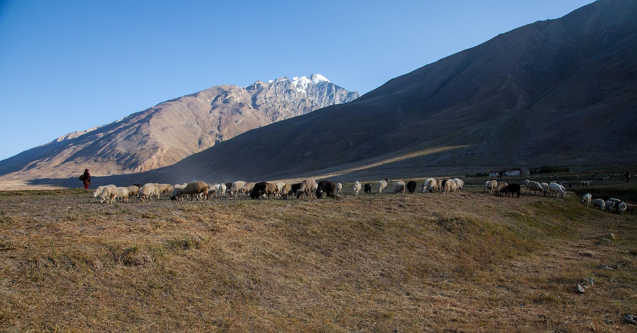 Wildlife Watching at Panikhar