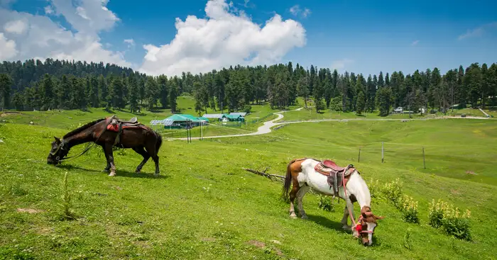 Horses are eating grass in the green meadows of Gulmarg in May