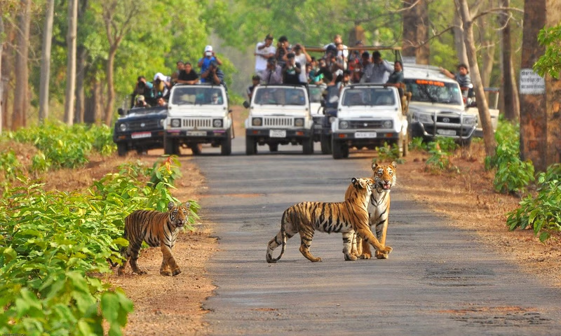 Tigers crossing a forest road during a wildlife safari in manali