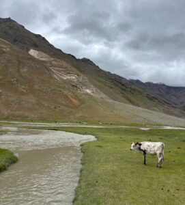 A cow walking by a clear stream surrounded by rocky mountains and green patches in Ladakh in June.