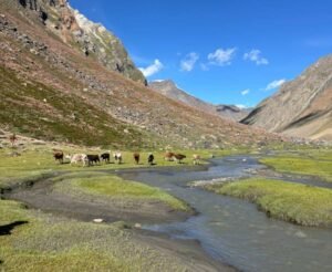 Cows walking near a small river in the mountains during Ladakh in October.