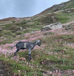 A goat walks through a hillside covered in pink wildflowers, showing the peaceful side of Ladakh in August.